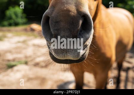 Dunkles Bay Horse in Paddock an einem sonnigen Tag, Pferdeporträt, Maulkorb. Wunderschönes Haustier, Reiten, Streichelzoo. Stockfoto