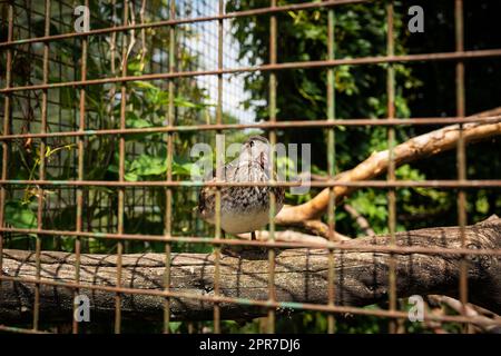 Eine wunderschöne, farbenfrohe Mandarinenente sitzt auf einem Zweig in einem Zoo. Stockfoto