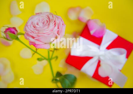 Eine Rosenblume und ein Geschenk in einem roten Paket mit weißem Band stehen auf gelbem Hintergrund, umgeben von Blütenblättern mit einem Platz für Text Stockfoto