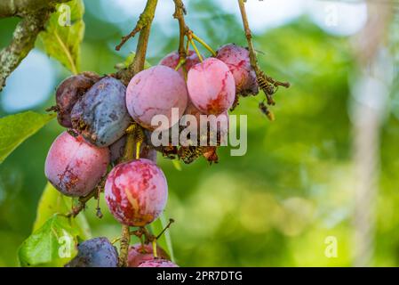 Großaufnahme vieler Wespen, die reife süße Pflaumen essen, die auf einem Baum in einem Garten oder Feld wachsen. Makrodetails von Wildtieren in der Natur, Bio-Früchte hängen an Ästen in ländlichen Gegenden mit Kopierraum Stockfoto