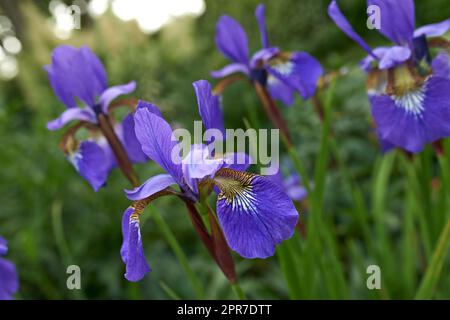 Im Frühling wachsen im Botanischen Garten im Freien lila Blüten. Landschaftlich reizvolle Landschaft aus Pflanzen mit lebendigen bunten Blütenblättern, die in der Natur blühen. Landschaftlich reizvolle Landschaft mit wunderschönen Naturblüten Stockfoto