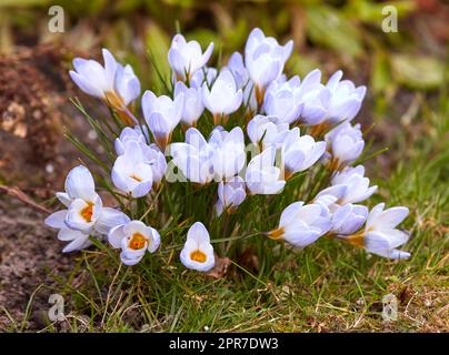 Crocus-Blumenpflanze, die im Sommer im Garten wächst. Blumen blühen in einem üppigen grünen Park im Frühling von oben. Blick von oben auf Wildblumen, die auf einer Wiese oder einem Feld blühen Stockfoto