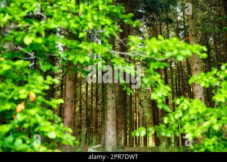 Wilde Bäume wachsen in einem Wald mit grünen Pflanzen und Büschen. Malerische Landschaft mit hohen Holzstämmen mit üppigen Blättern in der Natur im Frühling. Friedliche und wunderschöne Aussicht auf den Park, den Wald oder den Dschungel Stockfoto