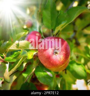 Leuchtende und reife rote Äpfel, die an einem sonnigen Tag auf einem Bauernhof in einem grünen Obstbaum wachsen. In der Herbstsaison im Freien in einem Garten mit Sonnenlicht erntreibender Bio-Anbau Stockfoto