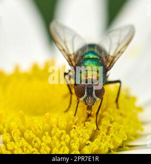 Nahaufnahme einer Fliege auf einer gelben Gänseblümchen draußen. Die gewöhnliche Schmeißfliege erntet Nektar aus dem Stamm einer Kamillenpflanze. Zoomen Sie auf eine Schleuder, die im Sommer eine Gartenpflanze bestäubt Stockfoto