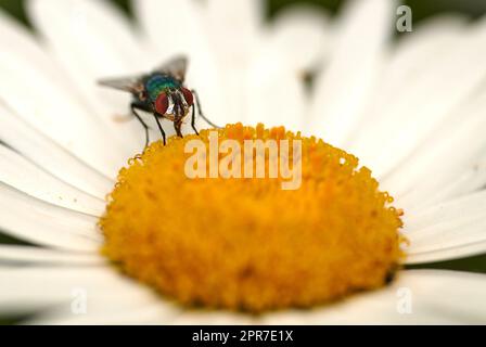 Nahtaufnahme einer Fliege, die im Sommer eine Gänseblümchen im Garten bestäubt. Gänseblümchen, die im Frühling auf einem Feld bestäubt werden. Blühende Pflanzen wachsen und blühen in einem Naturpark Stockfoto