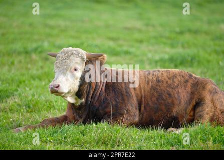 Landschaft mit Tieren in der Natur. Eine braune und weiße Kuh, die auf einem grünen Feld in einer ländlichen Landschaft mit Kopierraum sitzt. Viehzucht und -Aufzucht auf einem Rind- und Milchwirtschaftsbetrieb Stockfoto