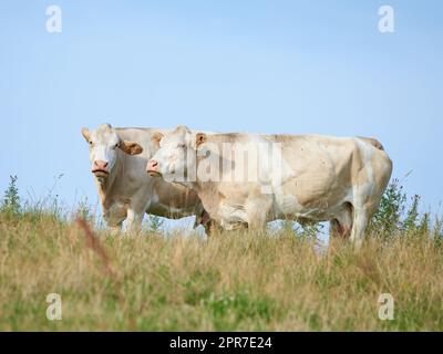 Viehzucht und -Aufzucht auf einem Rind- und Milchwirtschaftsbetrieb. Landschaftstiere auf Weiden oder Weideland. Zwei weiße Kühe stehen auf einem Feld auf dem Land mit Kopierraum. Stockfoto