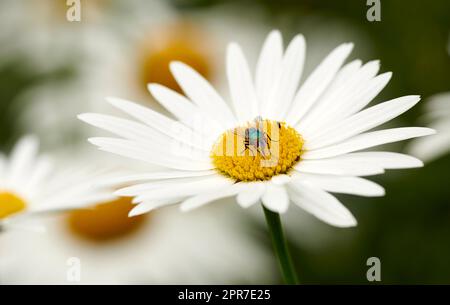 Eine grüne Fliege, die eine weiße Gänseblümchen bestäubt. Nahaufnahme einer Schleuder, die Nektar aus einem gelben Pistilzentrum einer Pflanze nährt. Makro eines lucilia sericata-Insekts und Insekten in einem Ökosystem Stockfoto