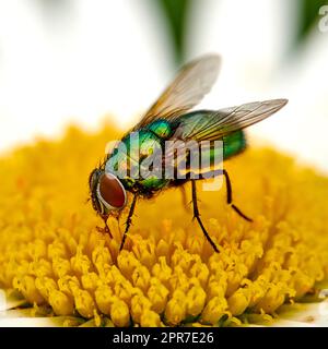 Makro einer gewöhnlichen grünen Flaschenfliege, die geblümten Scheibennektar auf weißer Marguerite-Gänseblümchen isst. Nahtstruktur oder Detailgenauigkeit der Insektenbestäubung, Schädlingsbekämpfung in einem abgeschiedenen Garten oder Park Stockfoto