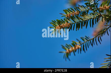 Taxus baccata oder europäische Eibe mit dunkelgrünem Laub und männlichen Blüten, die vor einem klaren blauen Himmelshintergrund wachsen, mit Kopierraum von unten. Immergrüne und Nadelbäume oder Sträucher mit lebhaften Blüten Stockfoto