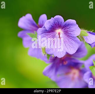 Großaufnahme der lila Cranesbill-Blumen auf grünem Hintergrund. Blütendetails einer mehrjährigen Geranium-Blütenpflanze, die in einem Garten wächst. Hübsche farbenfrohe Gartenblüten für die Gartengestaltung im Frühling Stockfoto