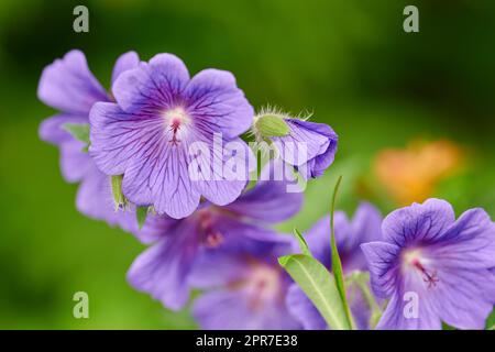 Blaue Geraniumblumen wachsen im Sommer in einem Garten im Garten. Wunderschöne violette Blütenpflanzen, die im Frühling auf einem Feld oder einer Wiese blühen. Schöne Wildblumen in ihrem natürlichen Lebensraum in der Natur Stockfoto