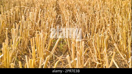 Geerntete Reihen Weizen und Heu auf offenem Feld auf einem landwirtschaftlichen und ökologischen Landwirtschaftsbetrieb. Stiele und Stiele von trockener Gerste und Getreide, die auf einem landwirtschaftlichen Feld auf dem Land angebaut werden, zu schneiden Stockfoto