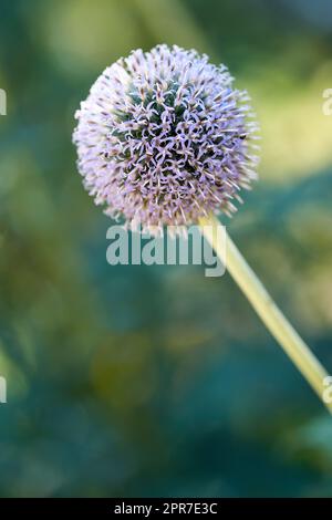 Nahaufnahme einer wilden Kugel Distelblume blüht und blüht für Insektenbestäubung in einem privaten und abgeschiedenen Garten. Strukturierte Details eines blühenden echinops mit einem Bokeh-Copy-Hintergrund Stockfoto