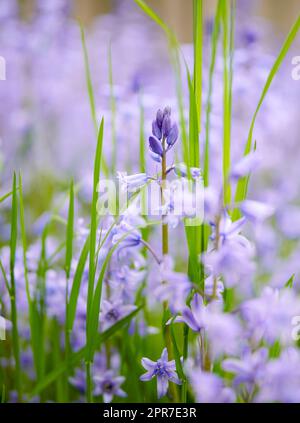 Nahaufnahme der blauen kent-Glockenblumen, die auf grünen Stämmen in einem abgeschiedenen Garten wachsen und blühen. Strukturierte Details gemeiner Bluebell- oder campanula-Pflanzen, die im Garten blühen und blühen Stockfoto