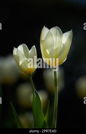 Zwei weiße Tulpen auf dunklem Hintergrund. Im Frühling blühende Pflanzen, die als Schmuck für ihre Schönheit und ihren blumigen Duft angebaut werden. Nahtstrauß mit wunderschönen Tulpenblüten mit grünen Stielen Stockfoto