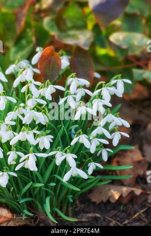 Nahaufnahme weißer Blüten, die in einem ökologischen Garten wachsen. Eine Gruppe gängiger Schneegropfenpflanzen, die auf einem abgelegenen Feld oder auf einer Wiese in einem Garten oder in einer nachhaltigen Umgebung blühen und blühen Stockfoto