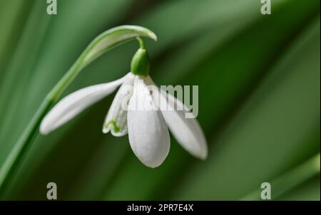 Nahaufnahme einer Schneetropfenblume vor unscharfem Naturhintergrund. Wunderschöne, weiße Blütenpflanze oder Galanthus nivalis, die mit Blütenblättern, Blättern und Stängeln wachsen, die im Frühling blühen Stockfoto