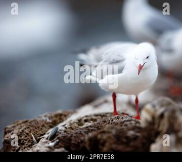 Nahaufnahme einer süßen Möwe, die auf einem Felsen oder einer natürlichen Mauer am Strand in ihrem natürlichen Lebensraum oder ihrer Umgebung steht. Ein bezaubernder weißer Vogel oder ein Tier am Meer an einem grauen und kalten Tag mit Kopierraum Stockfoto