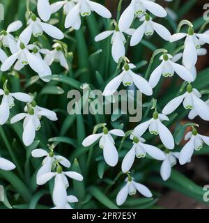 Nahaufnahme von Galanthus nivalis, die im Sommer in einem Garten wachsen. Zoomen Sie auf eine Schneepflanze, die auf einem Feld oder einer Wiese von oben blüht und blüht. Blick von oben auf weiße Blumen, die in einem Park blühen Stockfoto