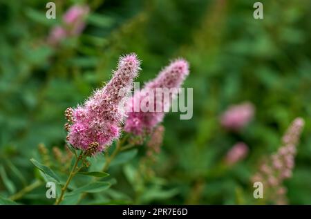 Nahaufnahme einer pinkfarbenen Blume, die in einem Garten wächst, mit unscharfem Hintergrund. Wunderschöne, blühende Wasserhose mit Knüpfkraut im Freien mit einem Longgroot und Blättern, die in einer natürlichen Umgebung blühen Stockfoto