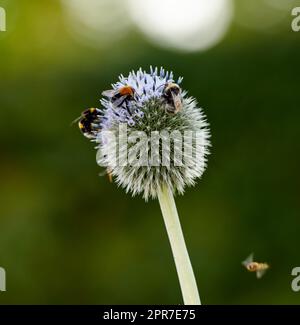 Nahaufnahme von Distelpflanzen, die von Bienen in einem Garten vor einem verschwommenen Naturhintergrund bestäubt werden. Die Echinops-Flora wächst im Frühling auf einem grünen Feld. Wildblumen blühen auf einer Wiese Stockfoto