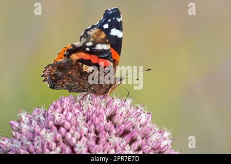 Der Rote Admiral oder Vanessa Atalanta Schmetterling, der eine Blume bestäubt. Nahaufnahme eines Schmetterlings, der auf einer Pflanze draußen in einem Garten sitzt. Schönes und farbenfrohes Insekt während der Sommerfütterung einer Blume. Stockfoto