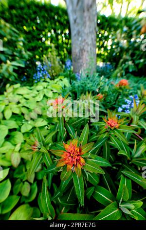 Kamellia japonica-Blüte wächst im Sommer in einem Garten. Wunderschöne blühende Pflanzen in einem üppigen grünen Park. Im Frühling blüht eine hübsche Flora auf einer Wiese auf dem Land Stockfoto