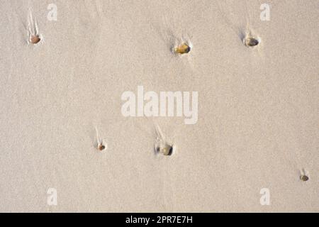 Kiesel und Muscheln, die von oben in einem nassen Sandstrand stecken geblieben sind. Wunderschöne Muscheln, die sich in einer Sand-Stein-Mischung an der Küste verstauten. Strukturierter und beruhigender Hintergrund als landschaftlich reizvolle Tapete Stockfoto