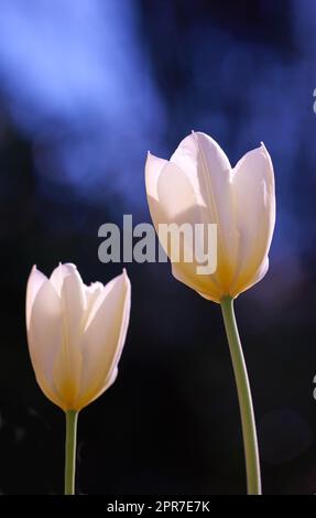 Nahaufnahme weißer Tulpen vor schwarzem Studiohintergrund mit Kopierbereich. Zoomen Sie auf saisonale Bio-Blumen, die wachsen und blühen. Details, Textur und natürliches Muster eines weichen Blumenkopfes Stockfoto