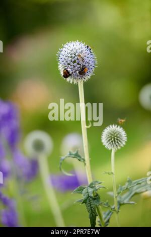 Blaue Distelblütenpflanze, die im Sommer von Bienen in einem Garten bestäubt wird. Vegetation wächst in einem üppigen grünen Park auf dem Land. Wildblumen blühen mit Insekten auf einer Wiese Stockfoto