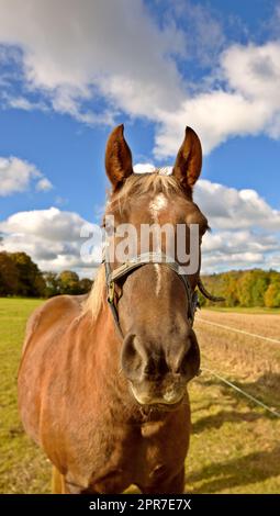 Schönes Vollblüterpferd auf einer offenen Wiese, einem Feld oder einer Weide. Ein Hengst, der auf Weideland steht, mit einem wolkigen Himmelshintergrund. Junger reinrassiger colt auf einer Ranch von Reitern Stockfoto