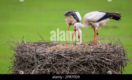 Reken, Muensterland, NRW, 26. April 2023. Ein Paar wilder weißer Störche (Ciconia ciconia) nistet in einem früheren Nistplatz, ein Paar dieses Jahres über 100 in der Landschaft von Muensterland. Viele der Vögel wurden mit einem internationalen ELSA-Ring für Weißstorchen geklingelt, um ihre jährliche Wanderung von ihren Winterstandorten in Südeuropa und Afrika zu den Brutplätzen in der Gegend zu verfolgen. Das Männchen dieses Paares wurde ursprünglich in Arnhem, Niederlande, geklingelt und trug einen Ring mit der Aufschrift „NLA“. Kredit: Imageplotter/Alamy Live News Stockfoto