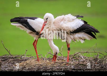 Reken, Muensterland, NRW, 26. April 2023. Ein Paar wilder weißer Störche (Ciconia ciconia) nistet in einem früheren Nistplatz, ein Paar dieses Jahres über 100 in der Landschaft von Muensterland. Viele der Vögel wurden mit einem internationalen ELSA-Ring für Weißstorchen geklingelt, um ihre jährliche Wanderung von ihren Winterstandorten in Südeuropa und Afrika zu den Brutplätzen in der Gegend zu verfolgen. Das Männchen dieses Paares wurde ursprünglich in Arnhem, Niederlande, geklingelt und trug einen Ring mit der Aufschrift „NLA“. Kredit: Imageplotter/Alamy Live News Stockfoto