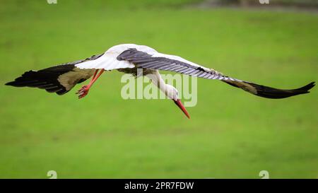 Reken, Muensterland, NRW, 26. April 2023. Ein Paar wilder weißer Störche (Ciconia ciconia) nistet in einem früheren Nistplatz, ein Paar dieses Jahres über 100 in der Landschaft von Muensterland. Viele der Vögel wurden mit einem internationalen ELSA-Ring für Weißstorchen geklingelt, um ihre jährliche Wanderung von ihren Winterstandorten in Südeuropa und Afrika zu den Brutplätzen in der Gegend zu verfolgen. Das Männchen dieses Paares wurde ursprünglich in Arnhem, Niederlande, geklingelt und trug einen Ring mit der Aufschrift „NLA“. Kredit: Imageplotter/Alamy Live News Stockfoto