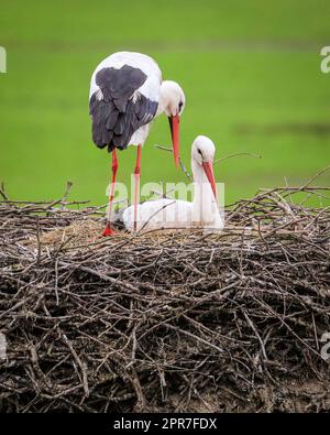 Reken, Muensterland, NRW, 26. April 2023. Ein Paar wilder weißer Störche (Ciconia ciconia) nistet in einem früheren Nistplatz, ein Paar dieses Jahres über 100 in der Landschaft von Muensterland. Viele der Vögel wurden mit einem internationalen ELSA-Ring für Weißstorchen geklingelt, um ihre jährliche Wanderung von ihren Winterstandorten in Südeuropa und Afrika zu den Brutplätzen in der Gegend zu verfolgen. Das Männchen dieses Paares wurde ursprünglich in Arnhem, Niederlande, geklingelt und trug einen Ring mit der Aufschrift „NLA“. Kredit: Imageplotter/Alamy Live News Stockfoto