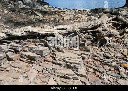 Steine und Wurzeln am Ufer eines Sees Stockfoto