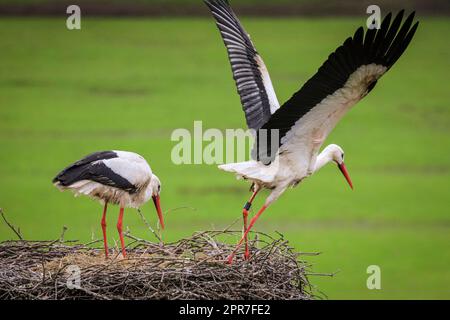 Reken, Muensterland, NRW, 26. April 2023. Ein Paar wilder weißer Störche (Ciconia ciconia) nistet in einem früheren Nistplatz, ein Paar dieses Jahres über 100 in der Landschaft von Muensterland. Viele der Vögel wurden mit einem internationalen ELSA-Ring für Weißstorchen geklingelt, um ihre jährliche Wanderung von ihren Winterstandorten in Südeuropa und Afrika zu den Brutplätzen in der Gegend zu verfolgen. Das Männchen dieses Paares wurde ursprünglich in Arnhem, Niederlande, geklingelt und trug einen Ring mit der Aufschrift „NLA“. Kredit: Imageplotter/Alamy Live News Stockfoto