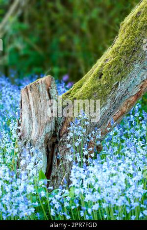 Blau vergesst mich, wenn ich am Fuß eines Baumes in einem wunderschönen Sommerwald wuchs. Ein malerischer Blick auf kleine Stauden in einem immergrünen Wald mit frischem Grün in üppigem Laub vor einem natürlichen Hintergrund Stockfoto