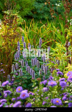 Violette koreanische Minze, die in einem Busch oder Sträucher wächst, umgeben von üppigen, lebendigen Blumen und Pflanzen im Hinterhof oder im botanischen Garten. Agastache rugosa blüht und blüht. Anbau von aromatischen Kräutern Stockfoto