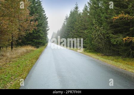 Eine Straße durch den Wald, hohe Bäume mit lebhaften Grün- und Brauntönen in einem Park oder Buschland. Eine Straße, die zum perfekten Picknick-Ort führt, traumhafte Tapeten aus ruhigen Wäldern Stockfoto