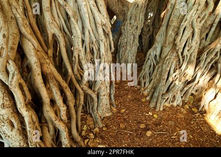 Der Banyan-Baum von Oaho wächst wild an einem sonnigen Tag. Viele große, überwucherte Wurzeln wachsen zu reichem Boden in Hawaii. Beruhigende Aussicht auf eine natürliche Waldlandschaft und ihre verborgene Schönheit in einem Regenwald Stockfoto