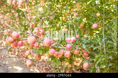 Frische rote Äpfel wachsen saisonal auf Bäumen, um sie an sonnigen Tagen auf einem Feld einer nachhaltigen Obstplantage zu ernten. Saftige nahrhafte, reife Bio-Früchte, die in landschaftlich schöner grüner Landschaft wachsen Stockfoto