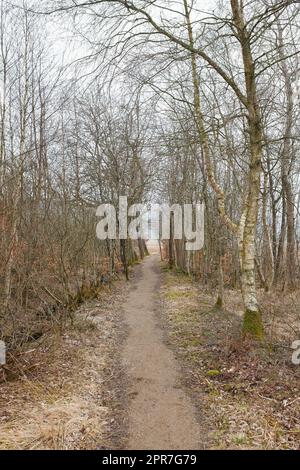 Ein Pfad zwischen blattlosen Bäumen in einem Herbstwald an einem bedeckten Tag. Landschaft mit einem offenen, unbefestigten Fußweg oder Wanderweg mit hohen Ästen am Ende der Herbstsaison oder Anfang des Winters Stockfoto