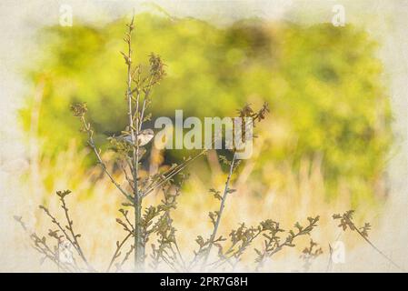 Ein digitales Aquarellgemälde eines einzigen Passerin-Gemäldes, Sylvia communis, auf einem Steg in Großbritannien. Stockfoto