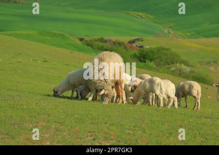 Eine Herde Schafe mit Lämmern auf einer Weide in den Hügeln der Toskana an einem frühen Aprilmorgen. Das Gebiet der Kreta Senesi. Stockfoto