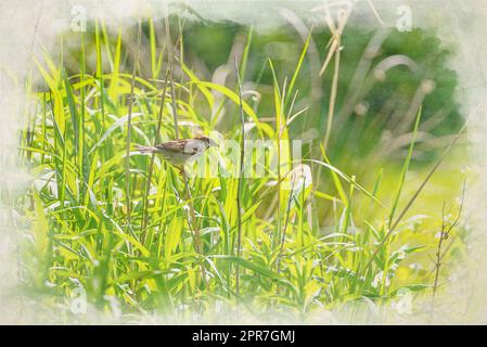 Passer domesticus, ein einzelner Passer-Hausspatz, das digitale Aquarellgemälde auf einem Sitzplatz im Vereinigten Königreich. Stockfoto