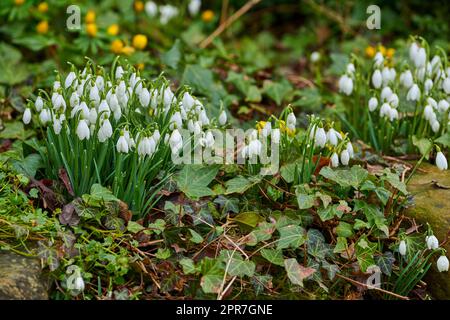 Galanthus woronowii wächst in ihrem natürlichen Lebensraum in einem dichten Wald. Grüner Schneefall im Wald. Weltzeitalter Schneefall. Pflanzenarten, die in ihrem natürlichen Lebensraum und ihrer Umwelt gedeihen Stockfoto