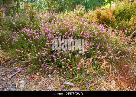 Strukturierte Details der blühenden und blühenden calluna vulgaris in wilder Natur. Malerischer Blick auf Heidepflanzen, die auf einem abgelegenen Feld, einer Wiese oder Landschaft im grünen Busch oder Strauß wachsen und blühen. Stockfoto